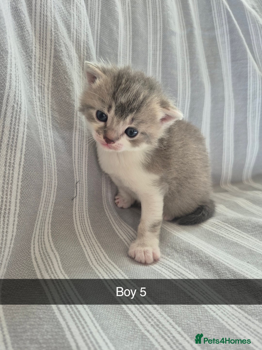 Mixed Breed cats for sale: 6 Short-Hair Kittens For Sale - Image 6