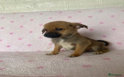 Mixed Breed dogs for sale: Jack Russell cross Pomeranian puppy’s  - Image 1