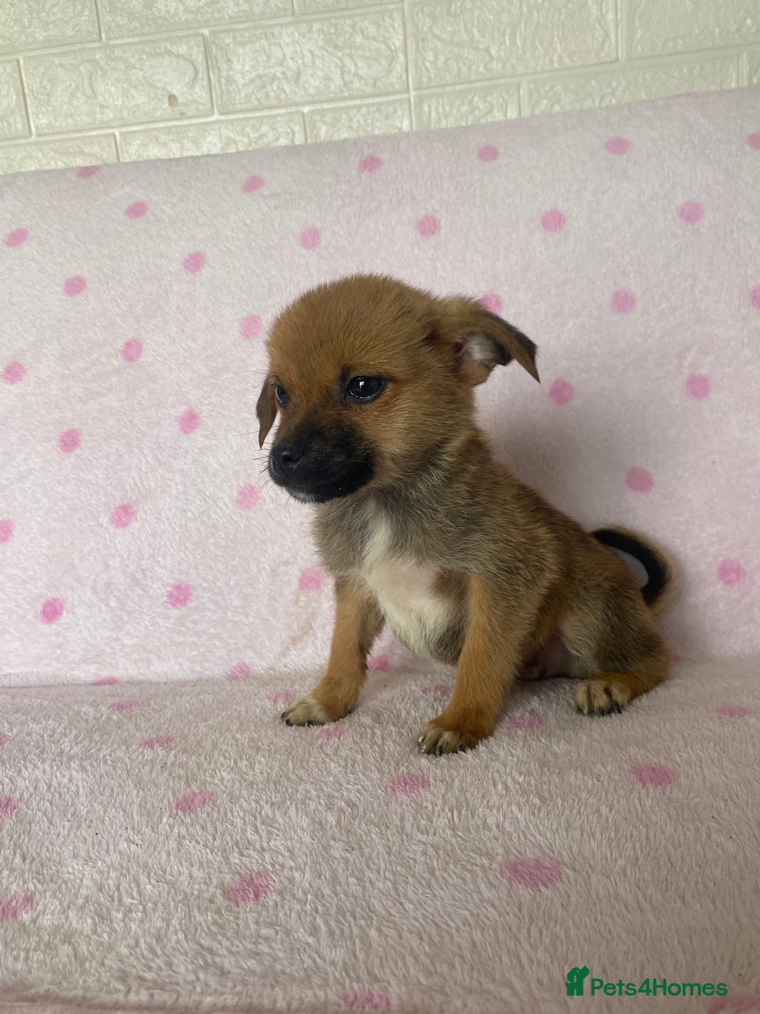 Mixed Breed dogs for sale: Jack Russell cross Pomeranian puppy’s  - Image 1