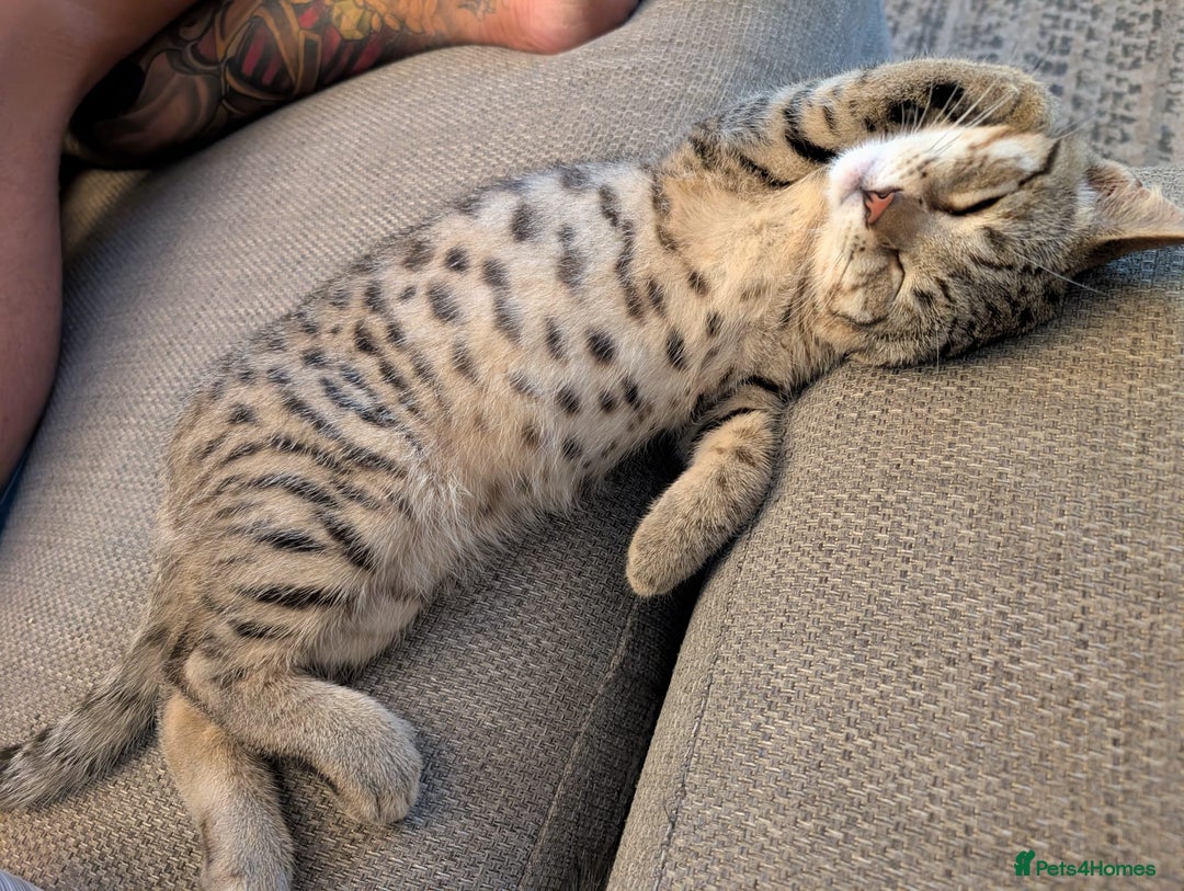 Bengal cats for sale: Cat for sale - Image 2