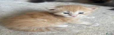 Maine Coon Kitten 2