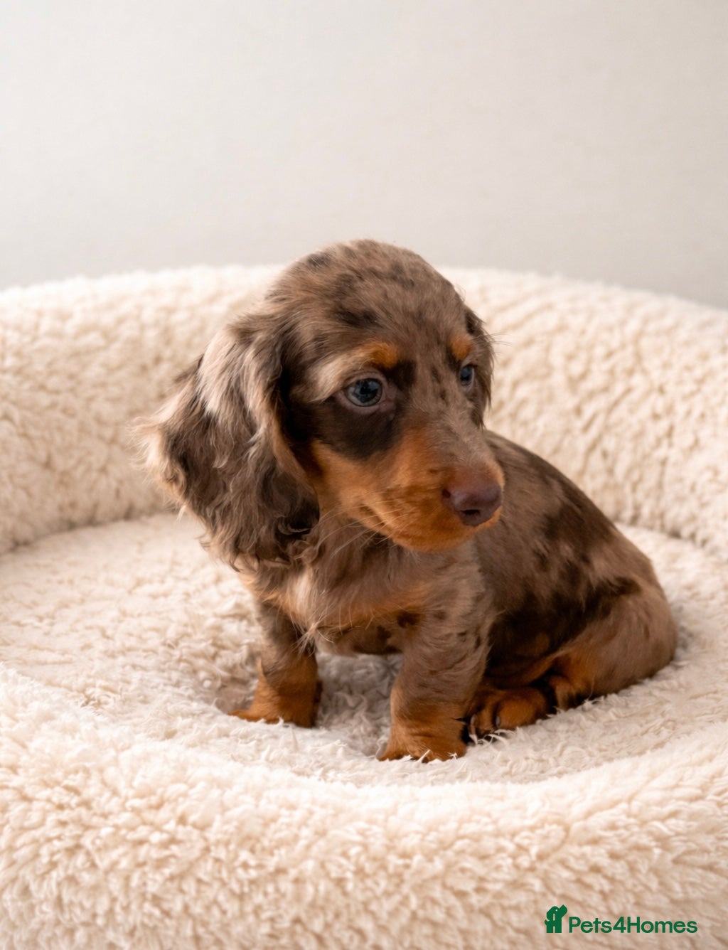 Dachshund dogs Miniature long haired Dachshund puppies  - Advert 2