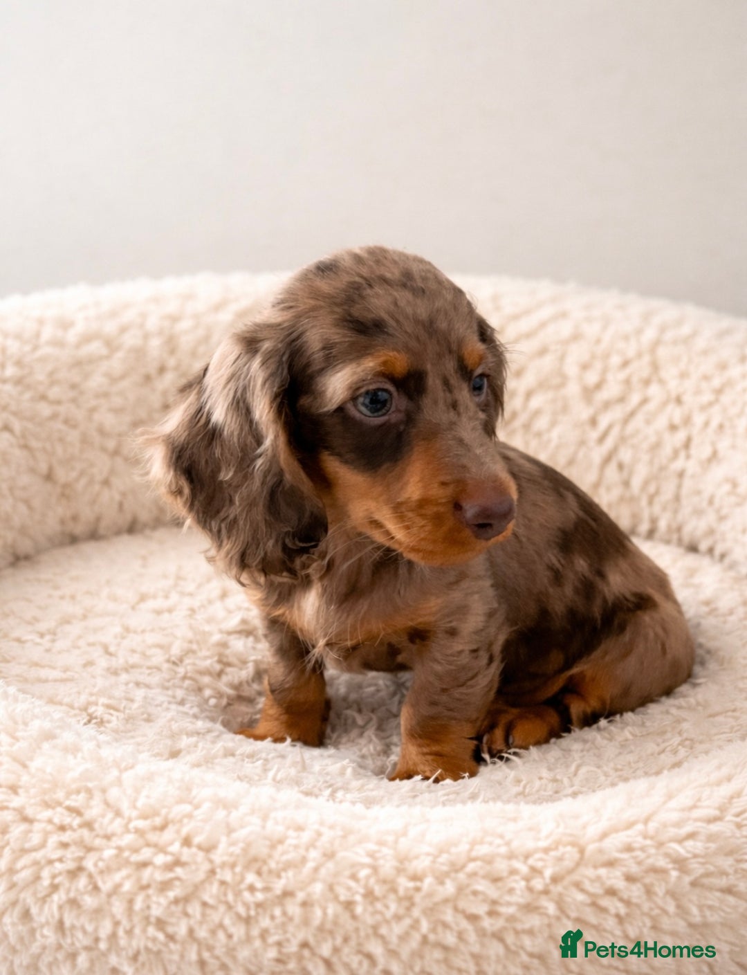 Dachshund dogs for sale: Miniature long haired Dachshund puppies  - Advert 1