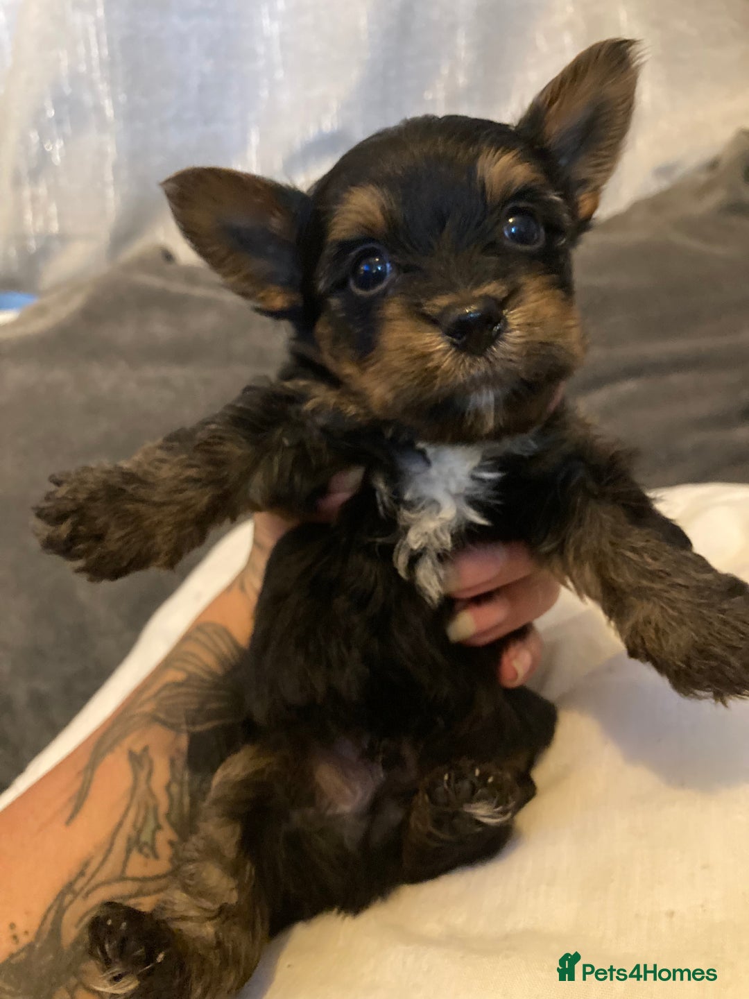 Mixed Breed dogs for sale: Biewer Yorkshire Terrier puppies for sale - Image 5