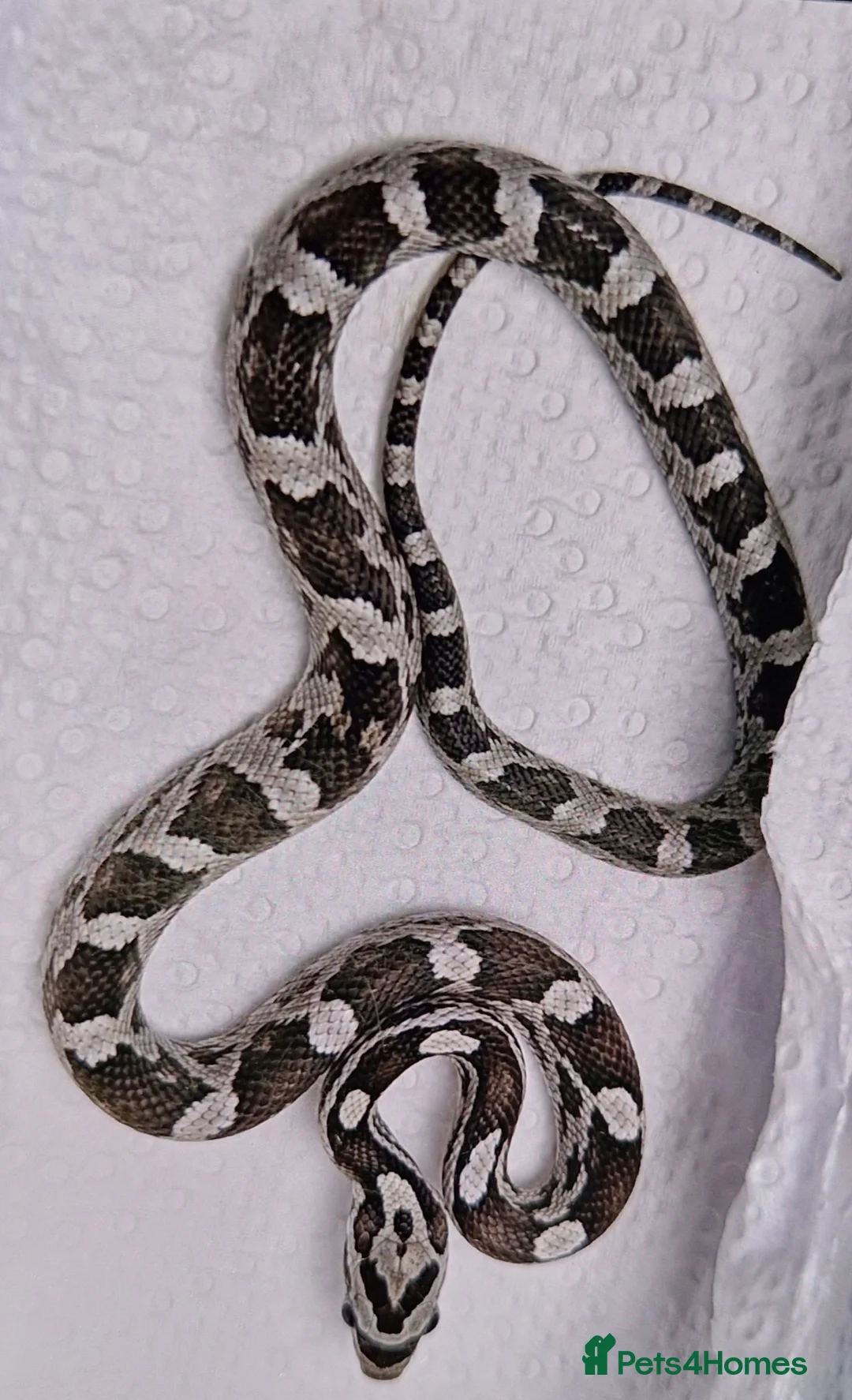 Corn Snake reptiles for sale: Fluffy and luna the corn snakes - Advert 10