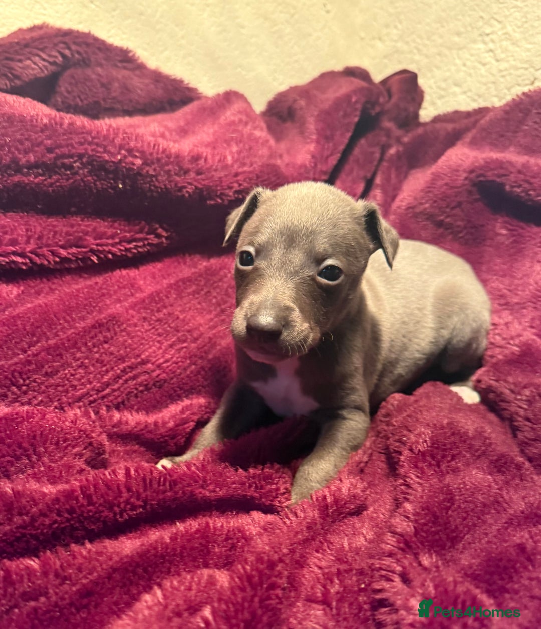 Whippet dogs for sale: 3 Stunning Whippet Boy's available  - Advert 2