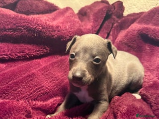 Whippet dogs 3 Stunning Whippet Boy's available - Advert 1