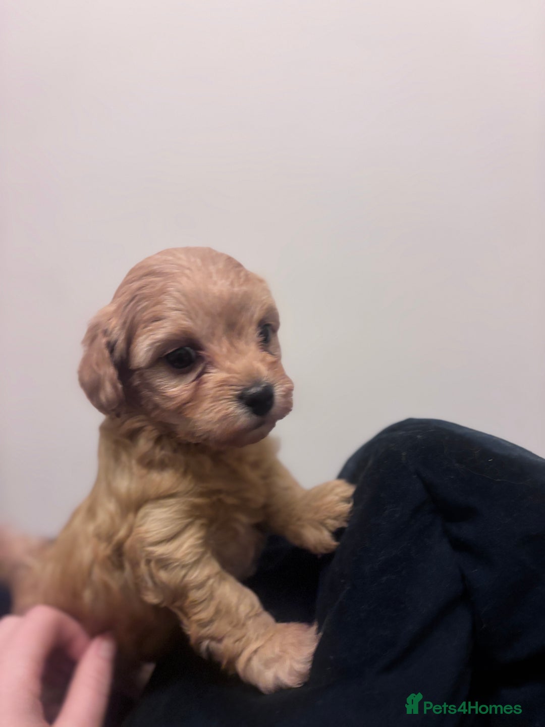 Cavachon dogs for sale: Toy Cavapoochons  - Advert 21