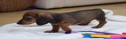 Miniature Dachshund dogs for sale: 🌟Gorgeous Miniature Dachshunds🌟 - Advert 10