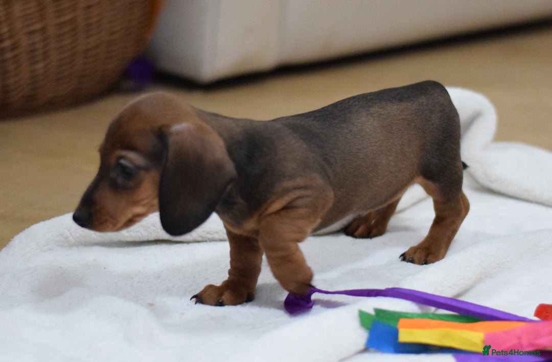 Miniature Dachshund dogs for sale: 🌟Gorgeous Miniature Dachshunds🌟 - Advert 10