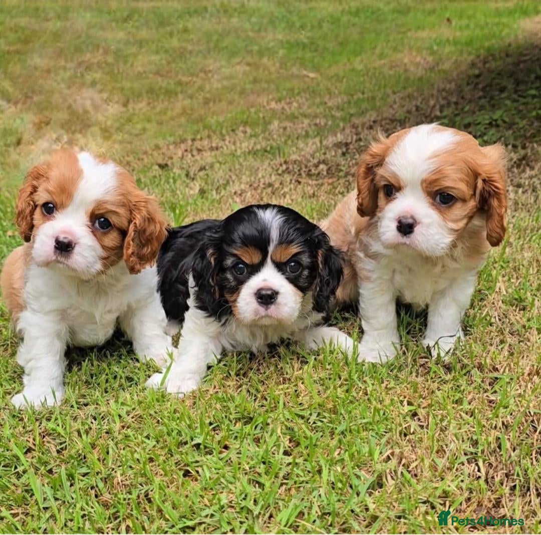 Cavalier King Charles Spaniel dogs for sale: Cavalier king Charles puppy  - Image 5