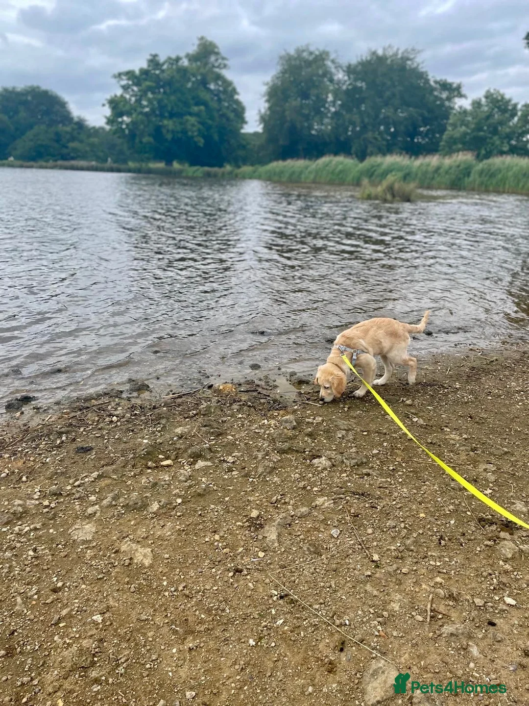 Golden Retriever dogs for sale: KC registered Golden Retriever  - Advert 3