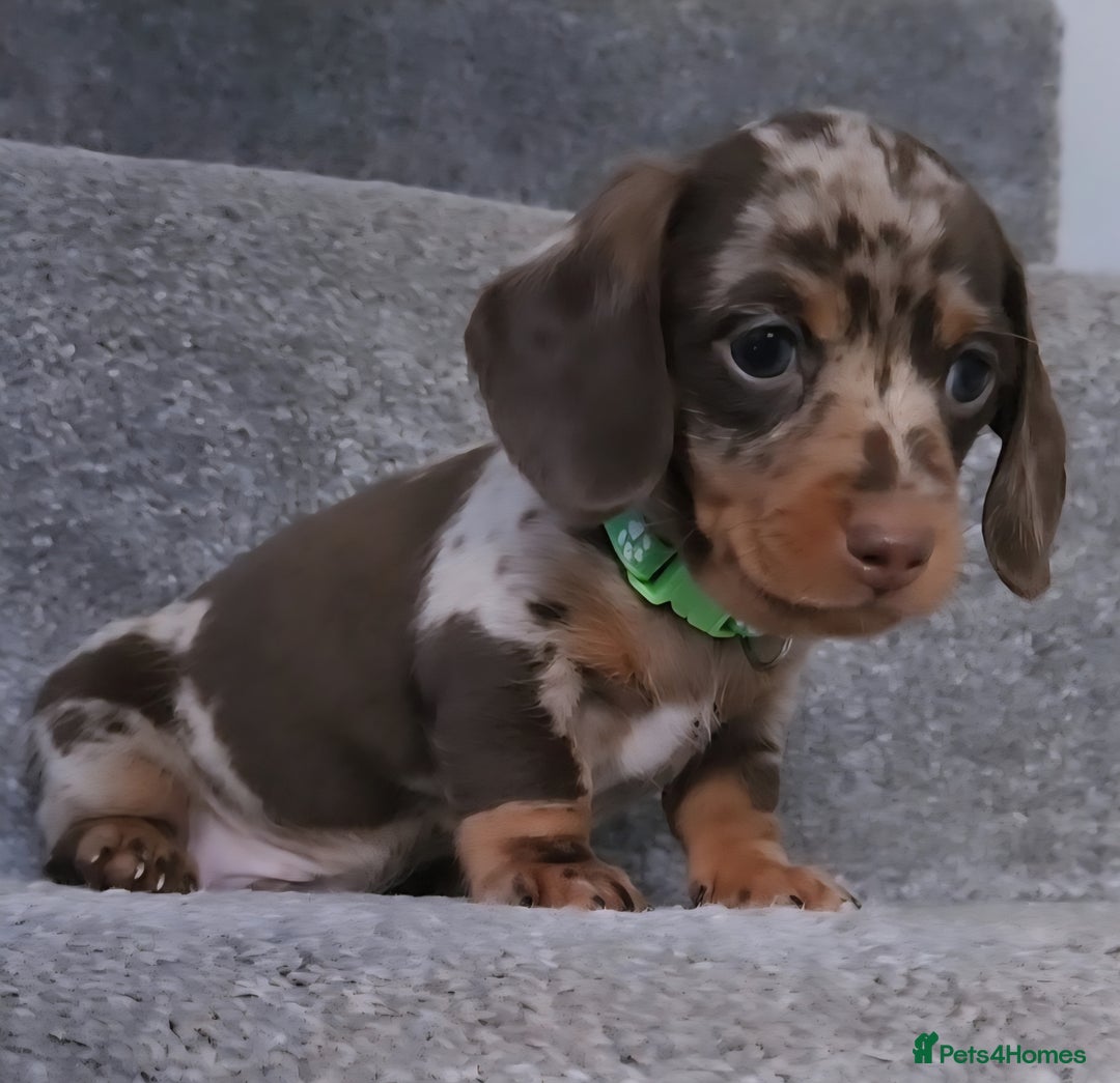 Miniature Dachshund dogs for sale: 🩷2 BABIES LEFT🐶READY TODAY🐶HAD 1ST/2ND JAB🩵 in Chorley - Image 8