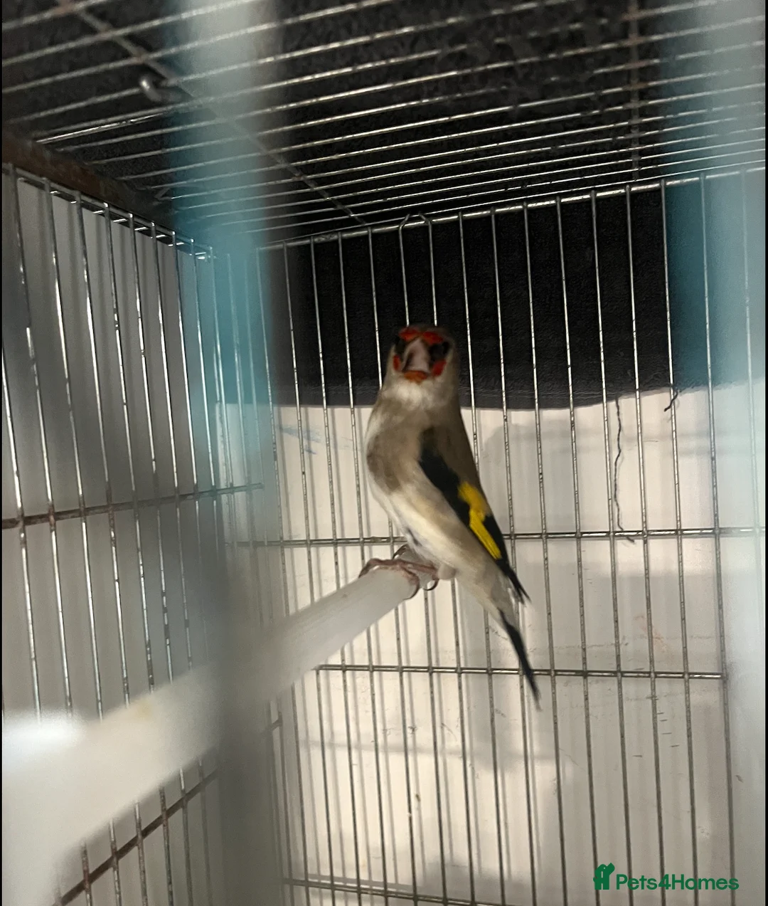 Finches birds for sale: Himalayan grey goldfinches  - Advert 2