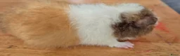 Guinea Pig rodents for sale: Bonny teddies guinea pigs - Advert 3