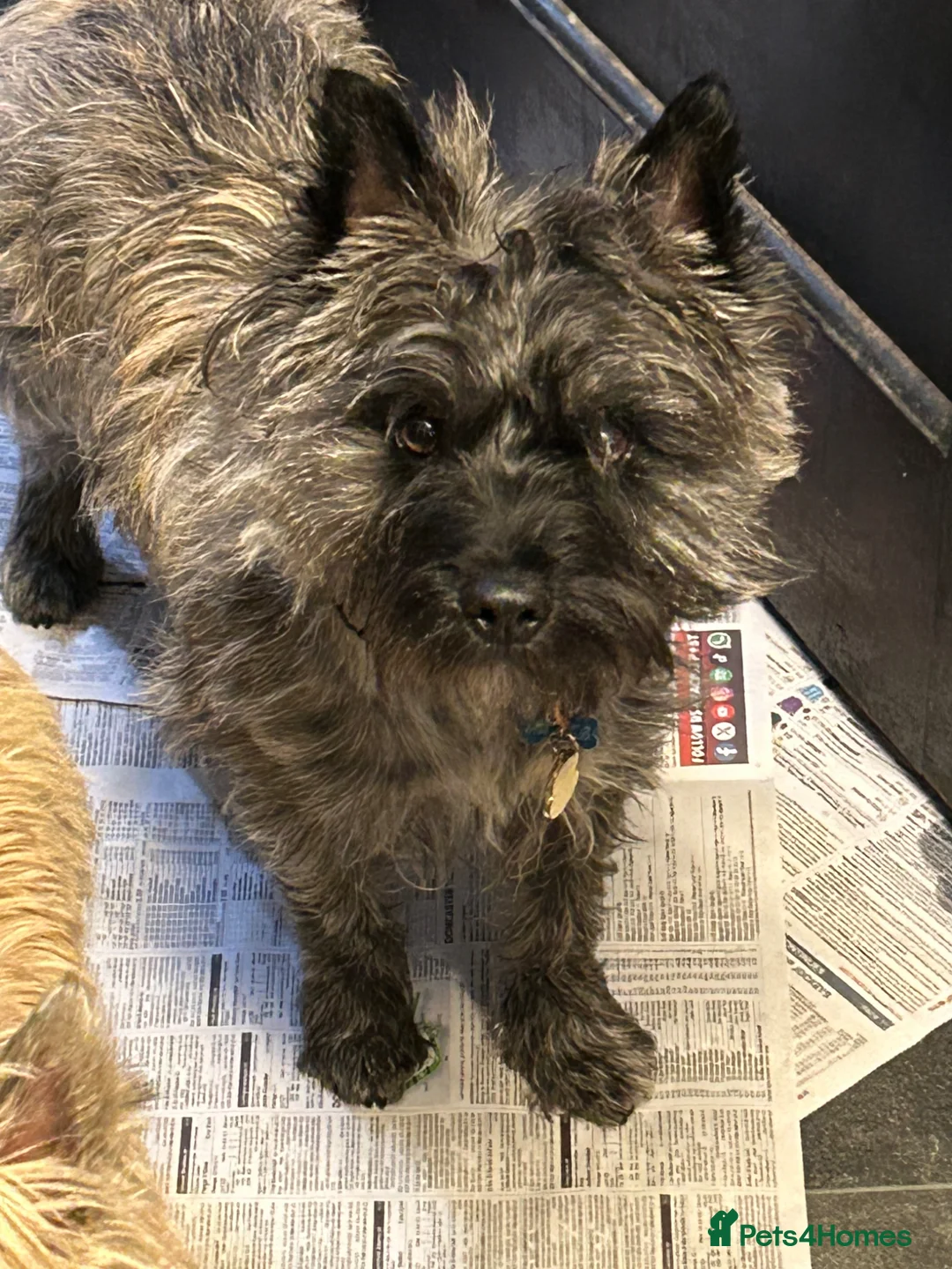 Cairn Terrier dogs for stud: For stud  - Advert 2