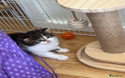 British Longhair cats for sale: Ready Now!! Beautiful BLH Kittens 💜🐾 - Image 21