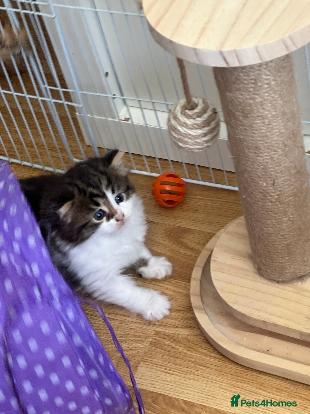 British Longhair cats for sale: Ready Now!! Beautiful BLH Kittens 💜🐾 - Image 21