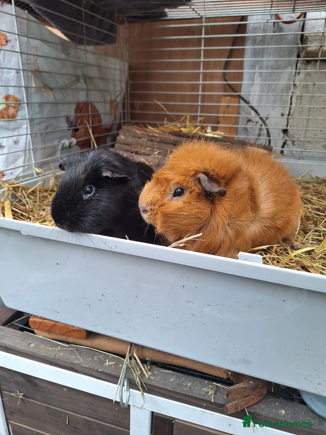 Guinea Pig rodents for sale: Rescue guinea pigs - Advert 4