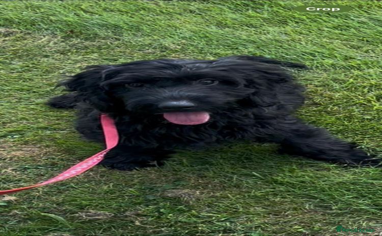 Cockapoo dogs in Ashford - Advert 1