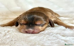 Cocker Spaniel dogs for sale: KC Reg Fully Health Tested Showline Cocker Spaniel - Image 21