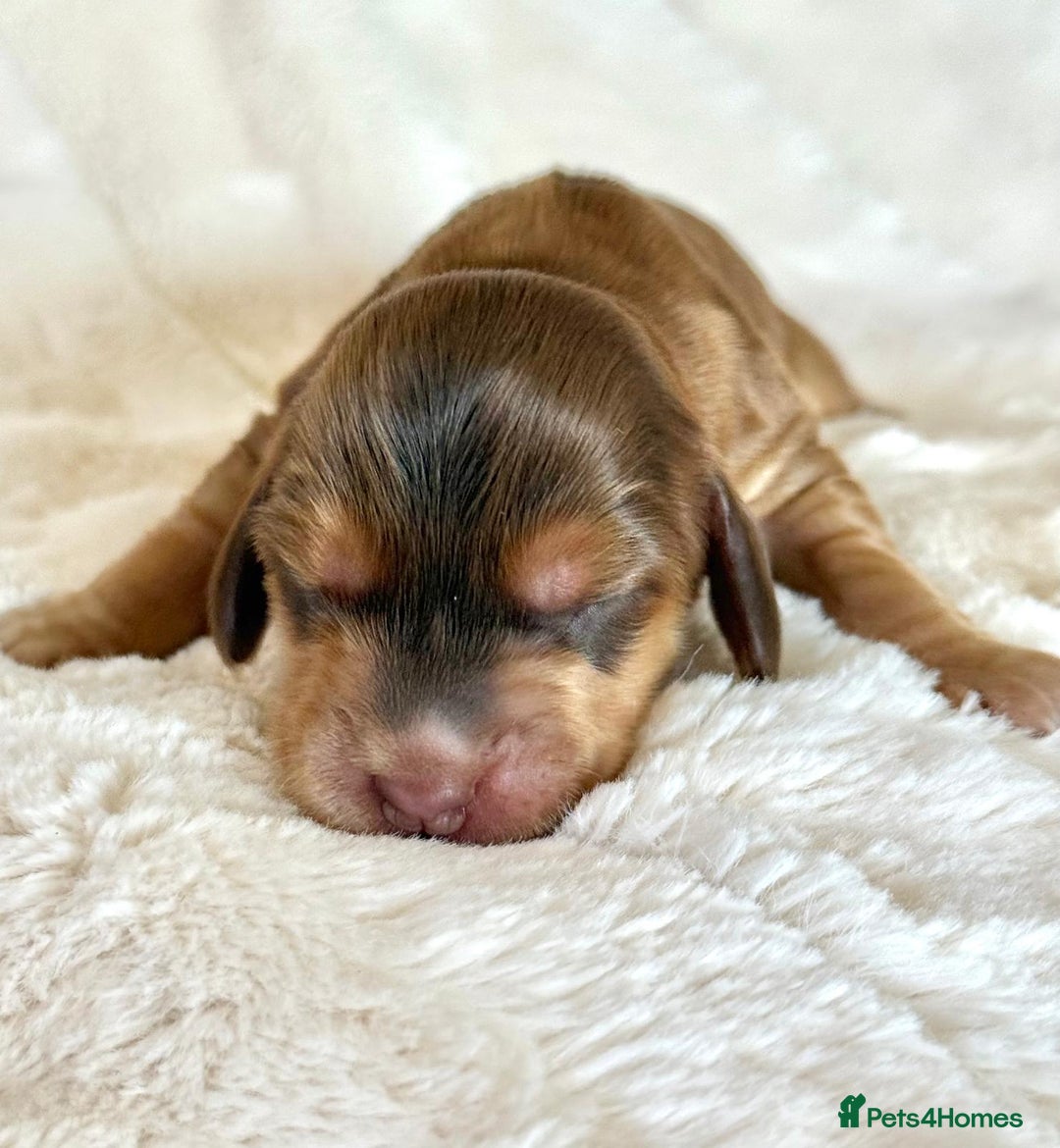 Cocker Spaniel dogs for sale: KC Reg Fully Health Tested Showline Cocker Spaniel - Image 21