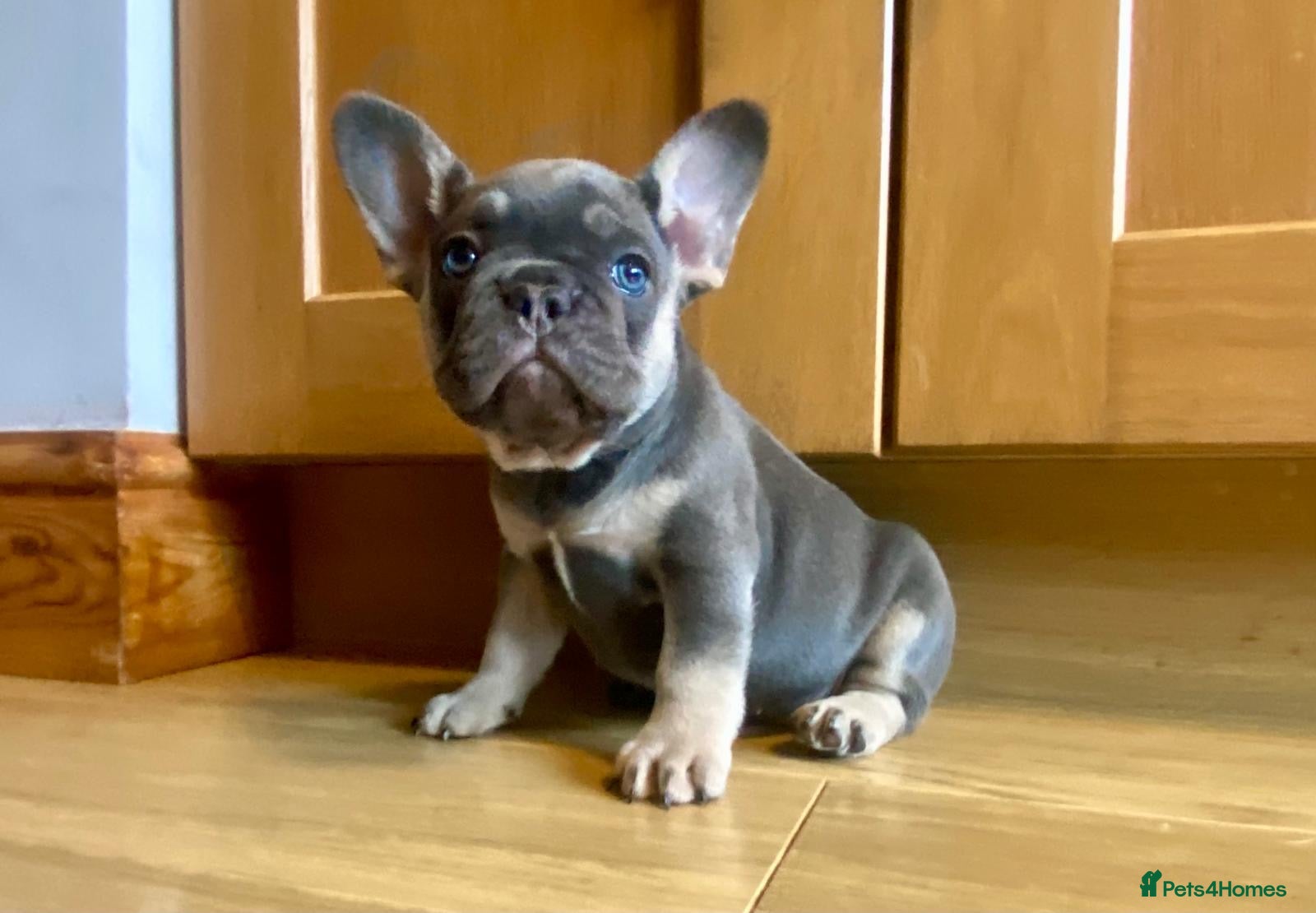 French Bulldog dogs French Bulldog Blue & Tan Pup Last Girl Available  - Advert 14