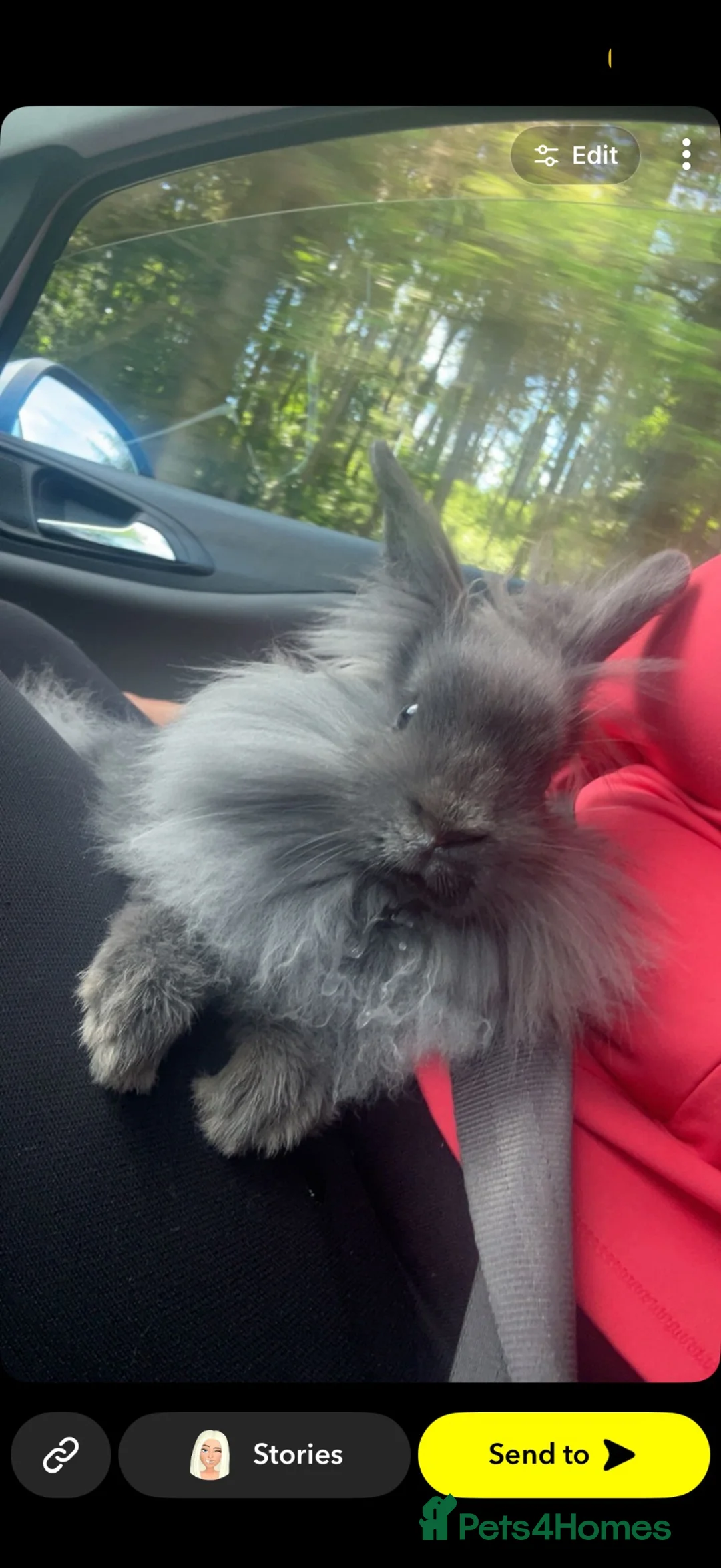 Dwarf Lop rabbits for sale: Grey fluffy male rabbit  - Advert 3