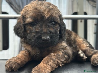 Mixed Breed dogs F1B STANDARD PRA CLEAR STBERNADOODLE - Advert 5