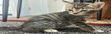 Domestic Shorthair 3