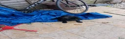 Cocker Spaniel dogs for sale: Nella - Advert 5