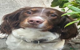 English Springer Spaniel dogs for stud: Tri colour English springer spaniel stud  in Horsham - Image 7