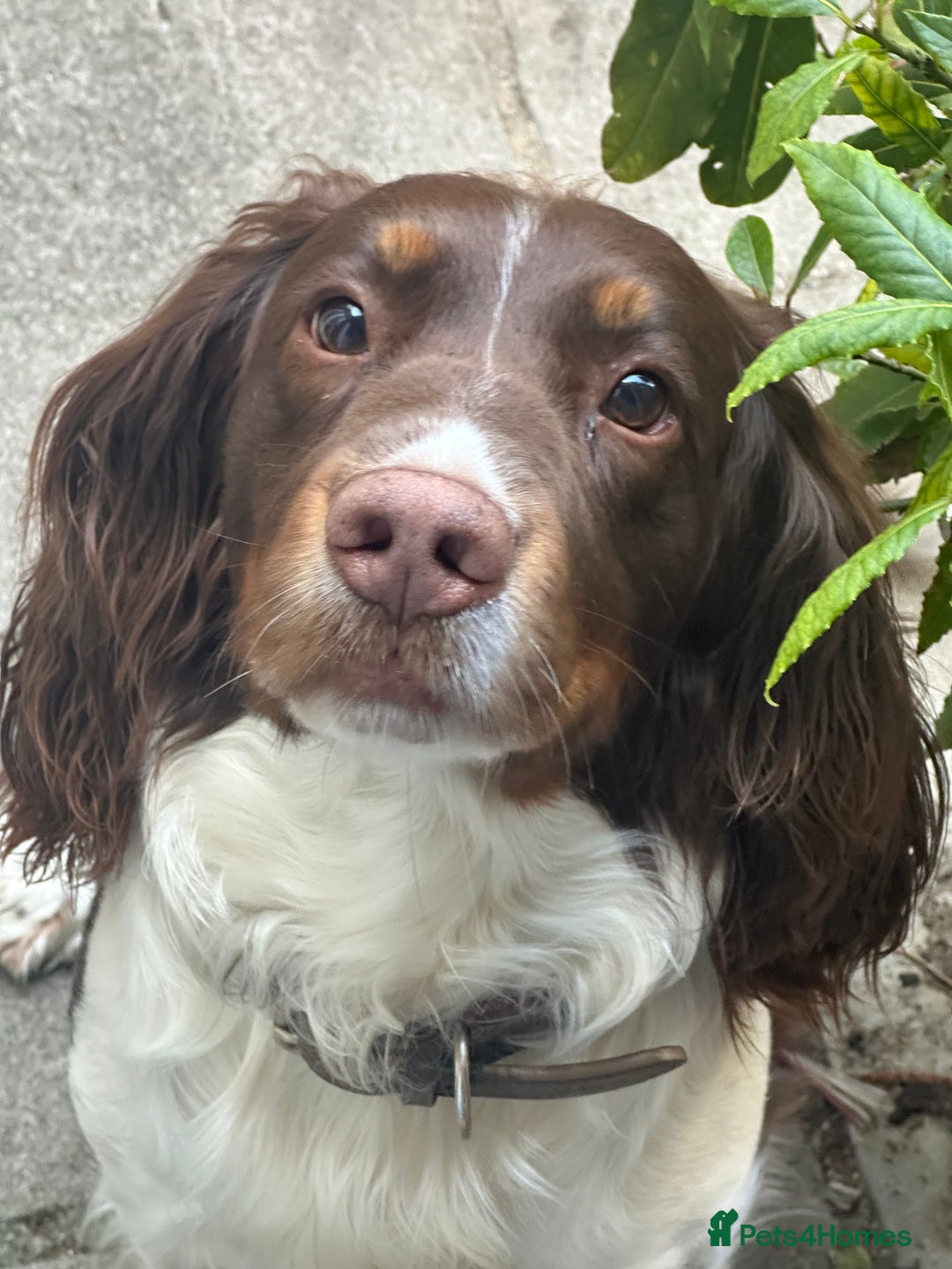 English Springer Spaniel dogs for stud: Tri colour English springer spaniel stud  in Horsham - Image 7