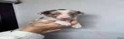 Border Collie dogs for sale: 6 Beautiful Red Merle puppies  - Advert 24