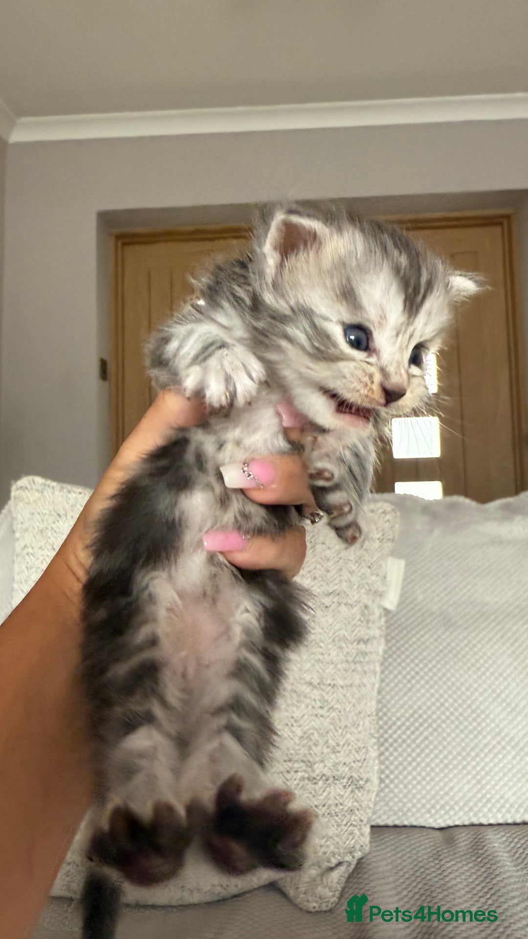 Maine Coon cats for sale: Outstanding pedigree Maine coons  - Image 19
