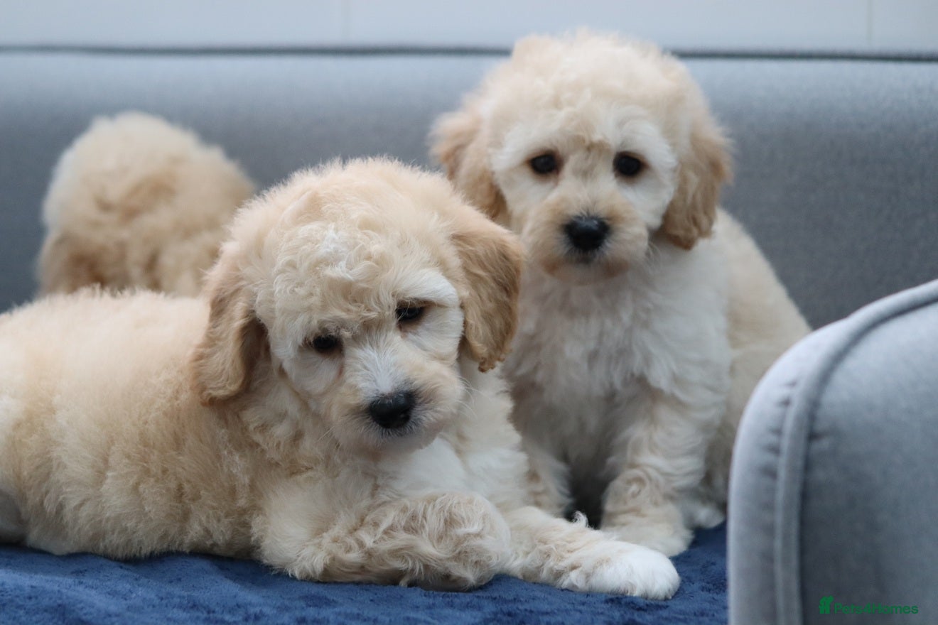 Cavapoochon dogs Cavapochon puppies for sale - Advert 7