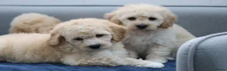Cavapoochon dogs for sale: Cavapochon puppies for sale - Advert 22