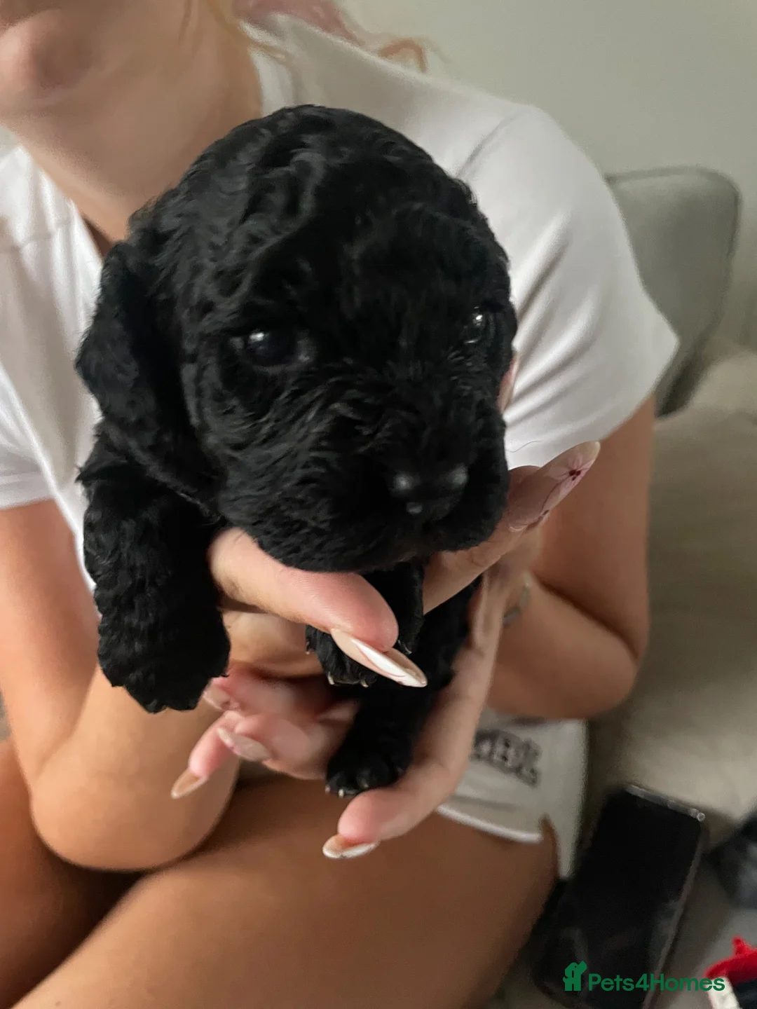 Cockapoo dogs for sale: Beautiful F2 black girl cockapoo in Morpeth - Advert 3