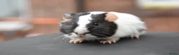 Guinea Pig rodents for sale: Baby Guinea Pigs Looking For New Homes - Advert 5