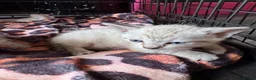 Oriental cats for sale: Only 2 remaining- snow orientals. 1 girl 1 boy - Advert 12