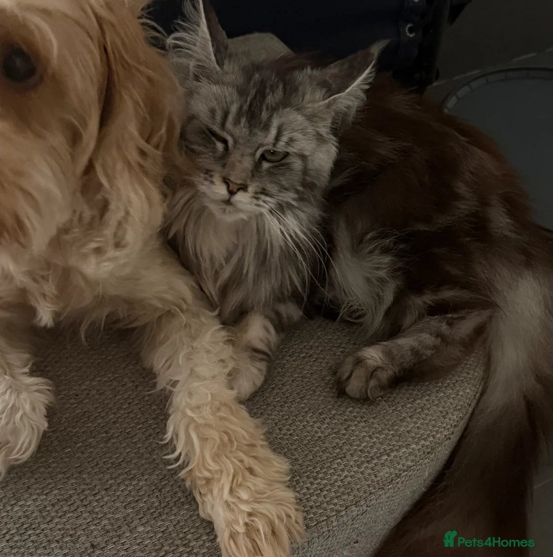Maine Coon cats for sale: Maine coon female  - Advert 6