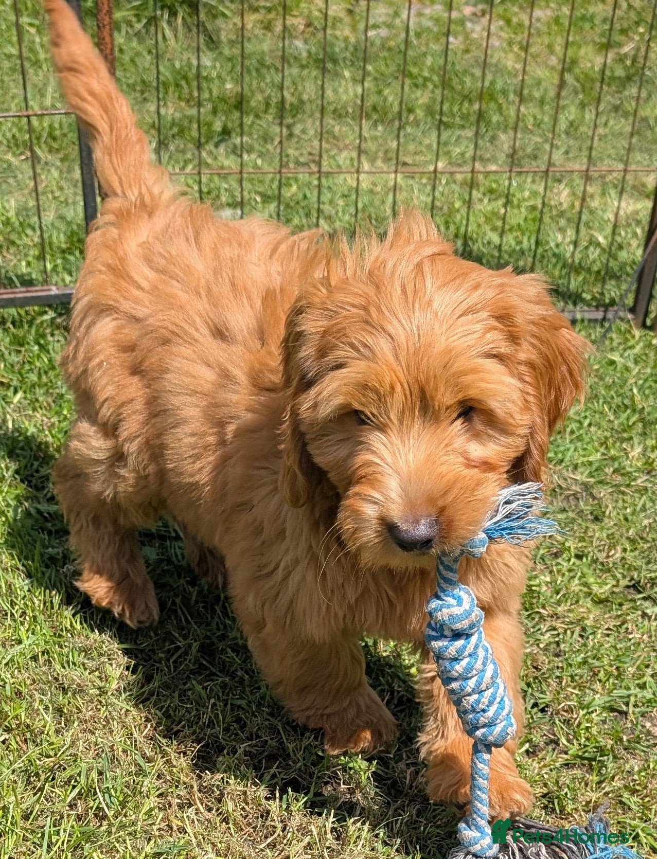 Cockapoo dogs Quality F1 Cockapoo puppies, Health tested parents - Advert 2