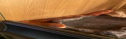 Corn Snake reptiles for sale: Corn snake for rehome in Frome - Advert 7