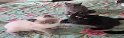British Shorthair cats for sale: British shorthair kittens from 2 litter - Advert 9