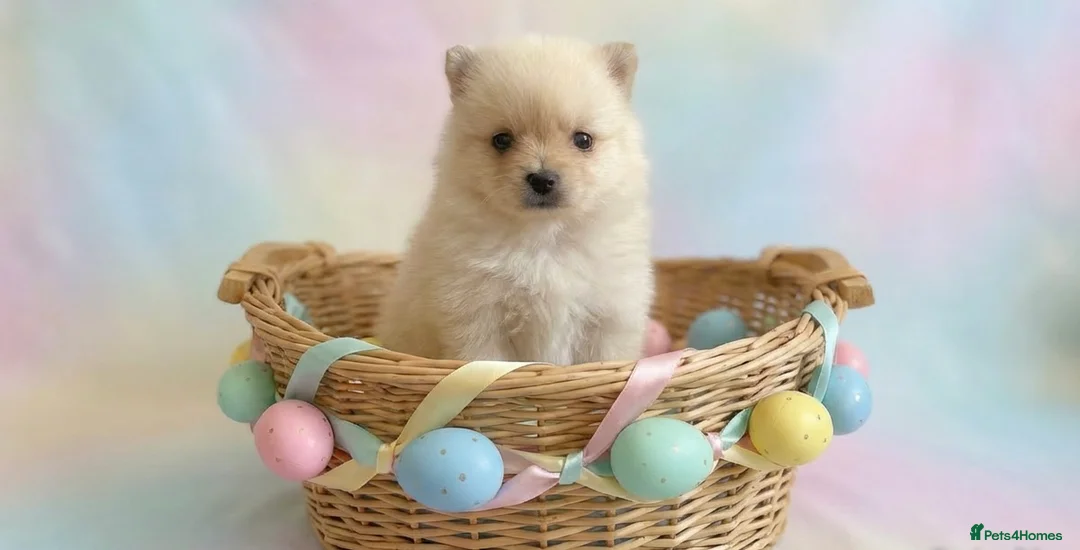 Pomeranian dogs for sale: Pomeranians  in Harlow - Advert 2