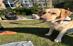 Labrador Retriever dogs for sale: Labrador bitch  - Image 3