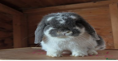 Mini Lop rabbits - Advert 5