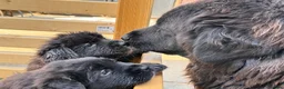 Mixed Breed dogs for sale: Ready To GO - Exclusive UK Tibetan Saints Puppies  - Advert 1