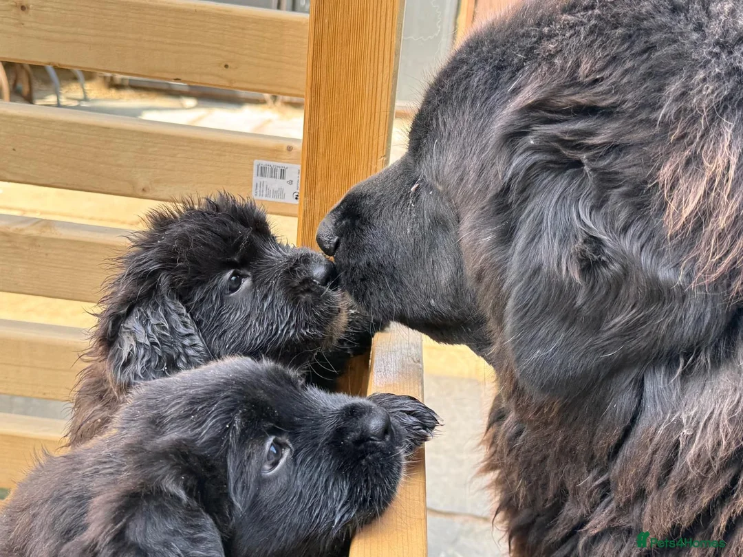 Mixed Breed dogs for sale: Ready To GO - Exclusive UK Tibetan Saints Puppies  - Advert 1