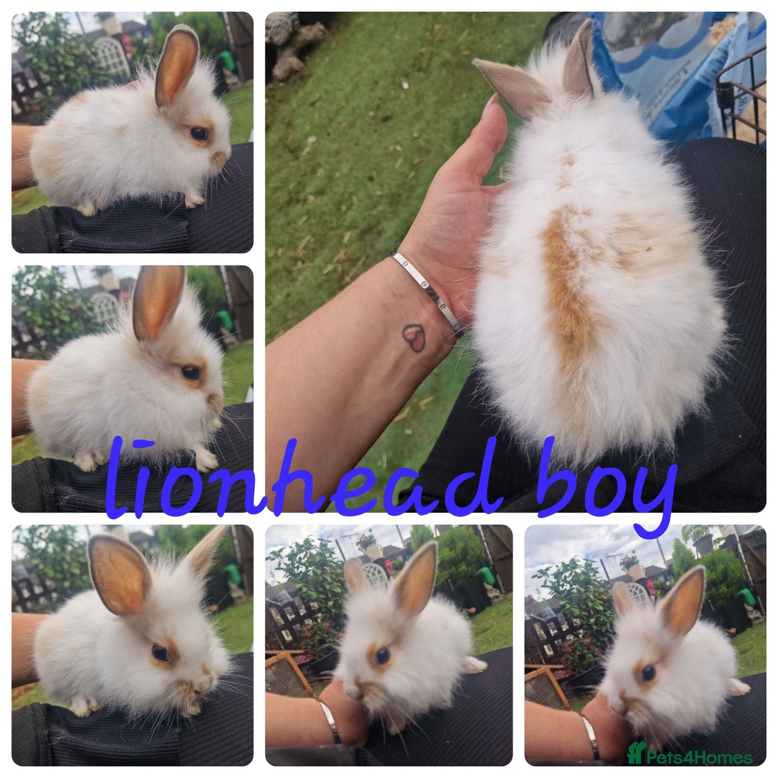 Lionhead rabbits Lionhead babies  - Advert 5